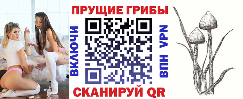 как найти   Шарыпово  Псилоцибиновые грибы Psilocybe 